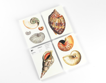 Seashells