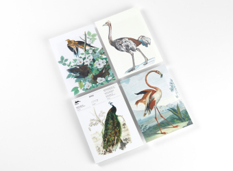 Birds