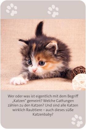 Das große Katzen Quiz
