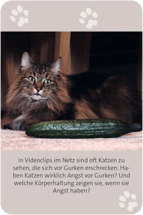 Das große Katzen Quiz