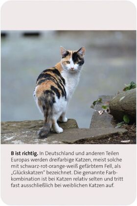 Das große Katzen Quiz