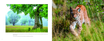 Luchs