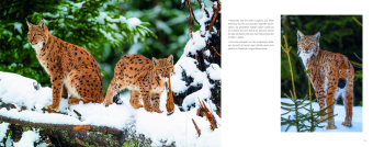 Luchs