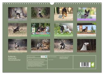 Bullterrier - charmante Herzensbrecher (Wandkalender 2026 DIN A3 quer), CALVENDO Monatskalender