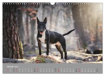 Bullterrier - charmante Herzensbrecher (Wandkalender 2026 DIN A3 quer), CALVENDO Monatskalender