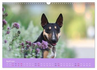 Bullterrier - charmante Herzensbrecher (Wandkalender 2026 DIN A3 quer), CALVENDO Monatskalender