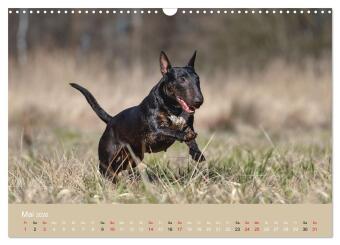 Bullterrier - charmante Herzensbrecher (Wandkalender 2026 DIN A3 quer), CALVENDO Monatskalender
