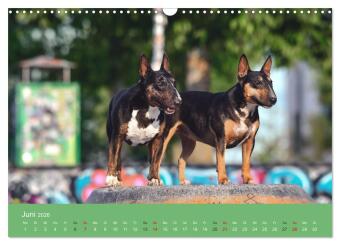 Bullterrier - charmante Herzensbrecher (Wandkalender 2026 DIN A3 quer), CALVENDO Monatskalender
