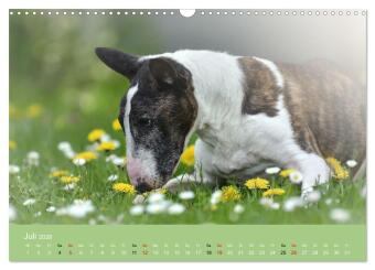 Bullterrier - charmante Herzensbrecher (Wandkalender 2026 DIN A3 quer), CALVENDO Monatskalender