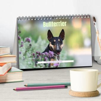 Bullterrier - charmante Herzensbrecher (Tischkalender 2026 DIN A5 quer), CALVENDO Monatskalender