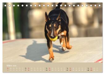 Bullterrier - charmante Herzensbrecher (Tischkalender 2026 DIN A5 quer), CALVENDO Monatskalender