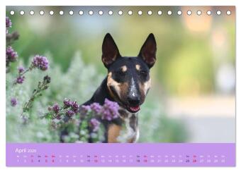 Bullterrier - charmante Herzensbrecher (Tischkalender 2026 DIN A5 quer), CALVENDO Monatskalender