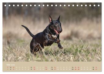 Bullterrier - charmante Herzensbrecher (Tischkalender 2026 DIN A5 quer), CALVENDO Monatskalender