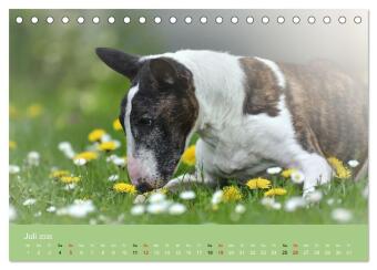 Bullterrier - charmante Herzensbrecher (Tischkalender 2026 DIN A5 quer), CALVENDO Monatskalender