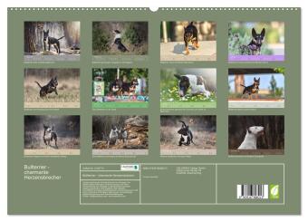 Bullterrier - charmante Herzensbrecher (hochwertiger Premium Wandkalender 2026 DIN A2 quer), Kunstdruck in Hochglanz