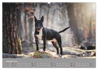 Bullterrier - charmante Herzensbrecher (hochwertiger Premium Wandkalender 2026 DIN A2 quer), Kunstdruck in Hochglanz