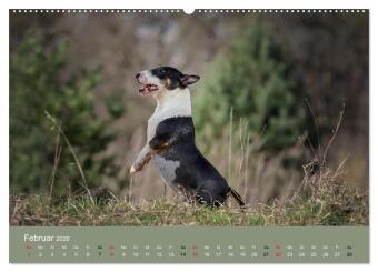 Bullterrier - charmante Herzensbrecher (hochwertiger Premium Wandkalender 2026 DIN A2 quer), Kunstdruck in Hochglanz