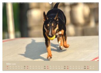 Bullterrier - charmante Herzensbrecher (hochwertiger Premium Wandkalender 2026 DIN A2 quer), Kunstdruck in Hochglanz