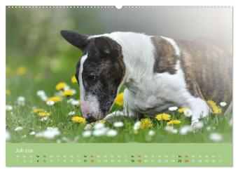 Bullterrier - charmante Herzensbrecher (hochwertiger Premium Wandkalender 2026 DIN A2 quer), Kunstdruck in Hochglanz