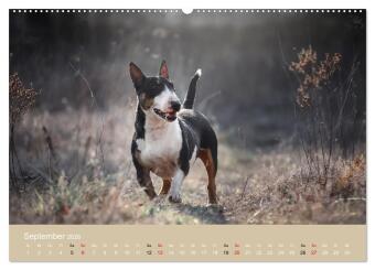 Bullterrier - charmante Herzensbrecher (hochwertiger Premium Wandkalender 2026 DIN A2 quer), Kunstdruck in Hochglanz