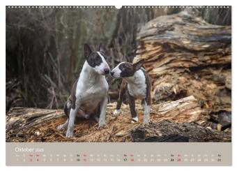 Bullterrier - charmante Herzensbrecher (hochwertiger Premium Wandkalender 2026 DIN A2 quer), Kunstdruck in Hochglanz