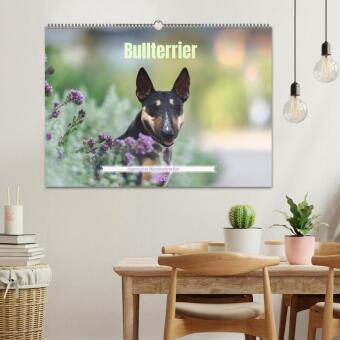 Bullterrier - charmante Herzensbrecher (Wandkalender 2026 DIN A2 quer), CALVENDO Monatskalender