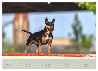 Bullterrier - charmante Herzensbrecher (Wandkalender 2026 DIN A2 quer), CALVENDO Monatskalender
