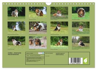 Collies - charmante Herzensbrecher (Wandkalender 2026 DIN A4 quer), CALVENDO Monatskalender