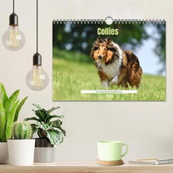 Collies - charmante Herzensbrecher (Wandkalender 2026 DIN A4 quer), CALVENDO Monatskalender