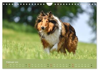 Collies - charmante Herzensbrecher (Wandkalender 2026 DIN A4 quer), CALVENDO Monatskalender