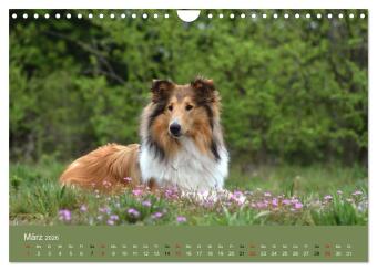 Collies - charmante Herzensbrecher (Wandkalender 2026 DIN A4 quer), CALVENDO Monatskalender
