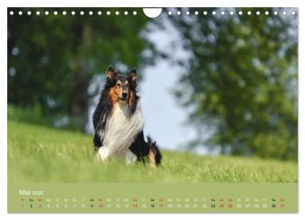 Collies - charmante Herzensbrecher (Wandkalender 2026 DIN A4 quer), CALVENDO Monatskalender
