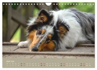 Collies - charmante Herzensbrecher (Wandkalender 2026 DIN A4 quer), CALVENDO Monatskalender