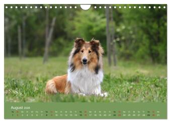 Collies - charmante Herzensbrecher (Wandkalender 2026 DIN A4 quer), CALVENDO Monatskalender
