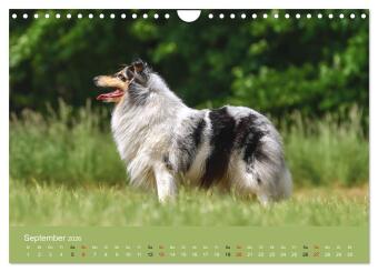 Collies - charmante Herzensbrecher (Wandkalender 2026 DIN A4 quer), CALVENDO Monatskalender