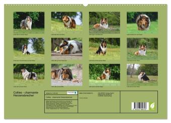 Collies - charmante Herzensbrecher (hochwertiger Premium Wandkalender 2026 DIN A2 quer), Kunstdruck in Hochglanz