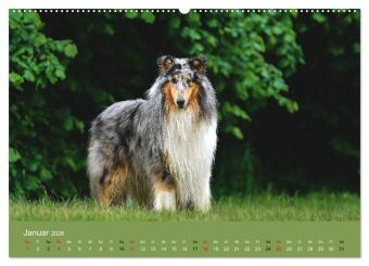 Collies - charmante Herzensbrecher (hochwertiger Premium Wandkalender 2026 DIN A2 quer), Kunstdruck in Hochglanz