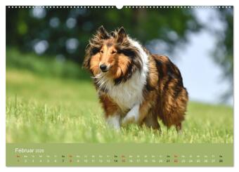 Collies - charmante Herzensbrecher (hochwertiger Premium Wandkalender 2026 DIN A2 quer), Kunstdruck in Hochglanz
