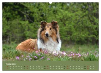 Collies - charmante Herzensbrecher (hochwertiger Premium Wandkalender 2026 DIN A2 quer), Kunstdruck in Hochglanz