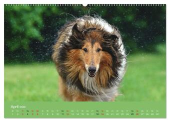 Collies - charmante Herzensbrecher (hochwertiger Premium Wandkalender 2026 DIN A2 quer), Kunstdruck in Hochglanz