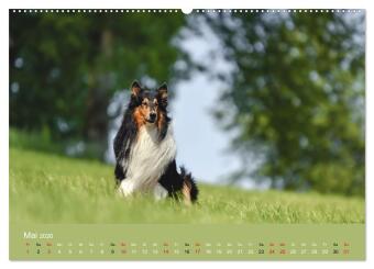 Collies - charmante Herzensbrecher (hochwertiger Premium Wandkalender 2026 DIN A2 quer), Kunstdruck in Hochglanz