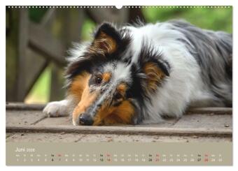 Collies - charmante Herzensbrecher (hochwertiger Premium Wandkalender 2026 DIN A2 quer), Kunstdruck in Hochglanz