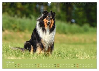 Collies - charmante Herzensbrecher (hochwertiger Premium Wandkalender 2026 DIN A2 quer), Kunstdruck in Hochglanz