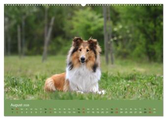 Collies - charmante Herzensbrecher (hochwertiger Premium Wandkalender 2026 DIN A2 quer), Kunstdruck in Hochglanz