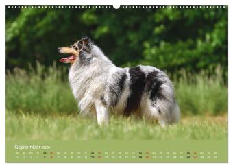Collies - charmante Herzensbrecher (hochwertiger Premium Wandkalender 2026 DIN A2 quer), Kunstdruck in Hochglanz