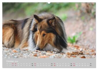 Collies - charmante Herzensbrecher (hochwertiger Premium Wandkalender 2026 DIN A2 quer), Kunstdruck in Hochglanz