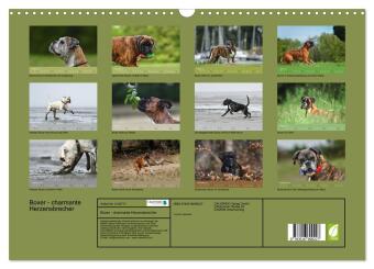 Boxer - charmante Herzensbrecher (Wandkalender 2026 DIN A3 quer), CALVENDO Monatskalender