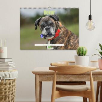 Boxer - charmante Herzensbrecher (Wandkalender 2026 DIN A3 quer), CALVENDO Monatskalender