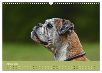 Boxer - charmante Herzensbrecher (Wandkalender 2026 DIN A3 quer), CALVENDO Monatskalender