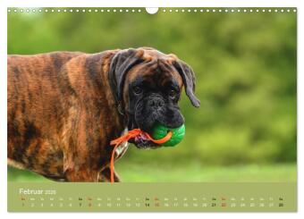 Boxer - charmante Herzensbrecher (Wandkalender 2026 DIN A3 quer), CALVENDO Monatskalender